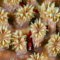 Bulbonaricus brauni (Braun's Pugheaded Pipefish)