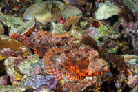 Scorpaenopsis oxycephala (Tasseled Scorpionfish)