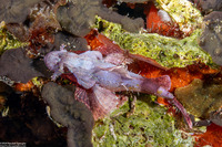 Scorpaenopsis papuensis (Papuan Scorpionfish)