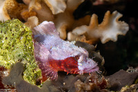 Scorpaenopsis papuensis (Papuan Scorpionfish)