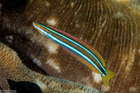 Plagiotremus rhinorhynchos (Bluestriped Fangblenny)