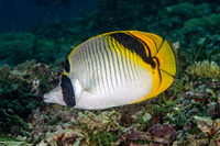 Chaetodon oxycephalus (Spot-Nape Butterflyfish)