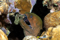 Gymnothorax javanicus (Giant Moray)