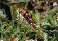 Halichoeres nebulosus (Nebulous Wrasse)