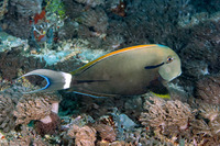 Acanthurus nigricauda (Blackstreak Surgeonfish)