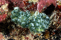 Clavelina robusta (Robust Clavelina)