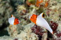 Cetoscarus ocellatus (Spotted Parrotfish)