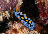 Phyllidia picta (Painted Phyllidia)