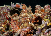 Scorpaenopsis venosa (Raggy Scorpionfish)