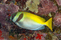 Siganus virgatus (Virgate Rabbitfish)