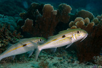 Mulloidichthys flavolineatus (Yellowstripe Goatfish)