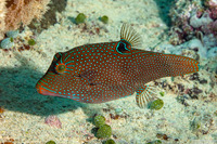 Canthigaster papua (Papuan Toby)