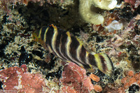 Cheilinus fasciatus (Redbreasted Wrasse)