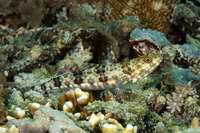 Synodus variegatus (Reef Lizardfish)