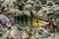 Amblygobius phalaena (Whitebarred Goby)