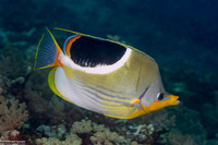 Chaetodon ephippium (Saddled Butterflyfish)