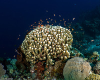 Pavona clavus (Swollen Coral)