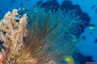 Gymnangium hians (Feather Hydroid)