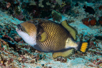 Balistoides viridescens (Titan Triggerfish)