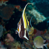 Zanclus cornutus (Moorish Idol)