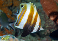 Coradion melanopus (Two-Eyed Coralfish)