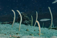 Gorgasia barnesi (Barnes' Garden Eel)