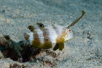 Iniistius pavo (Peacock Razorfish)