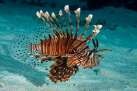 Pterois volitans (Red Lionfish)