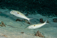 Mulloidichthys flavolineatus (Yellowstripe Goatfish)