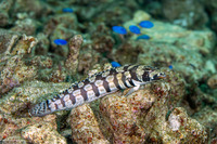 Parapercis tetracantha (Reticulated Sandperch)