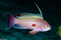 Pseudanthias squamipinnis (Scalefin Anthias)