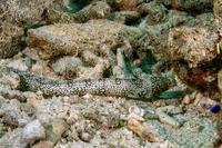 Echidna nebulosa (Snowflake Moray)