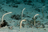 Gorgasia barnesi (Barnes' Garden Eel)