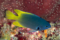 Pomacentrus nigromarginatus (Blackmargined Damsel)