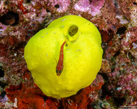 Helcogramma striata (Striped Triplefin)