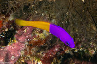 Pictichromis paccagnellorum (Royal Dottyback)