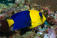 Centropyge bicolor (Bicolor Angelfish)