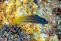 Halichoeres prosopeion (Twotone Wrasse)