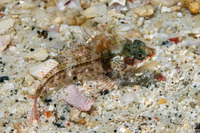 Enneapterygius mirabilis (Miracle Triplefin)