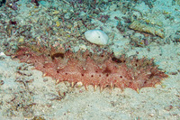 Thelenota rubralineata (Red-Lined Sea Cucumber)