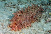 Thelenota rubralineata (Red-Lined Sea Cucumber)