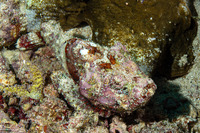 Scorpaenopsis diabolus (Devil Scorpionfish)