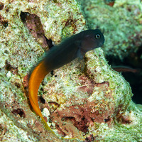 Ecsenius bicolor (Bicolor Coralblenny)