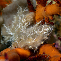 Salmacina sp.1 (Sea Frost Worm)