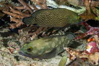 Epinephelus ongus (Speckledfin Grouper)