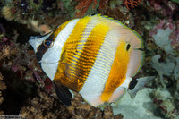 Coradion chrysozonus (Orange-Banded Coralfish)