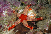 Fromia monilis (Peppermint Sea Star)