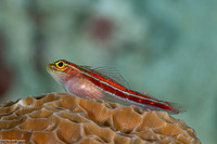 Helcogramma striata (Striped Triplefin)