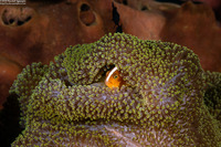 Amphiprion akallopisos (Skunk Anemonefish)