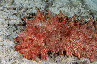 Thelenota rubralineata (Red-Lined Sea Cucumber)